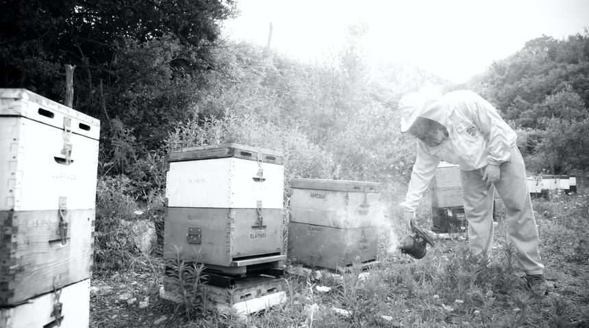 Faydaları saymakla bitmeyen arı sütünü herkes içemiyor! Eğer siz de o gruptaysanız...