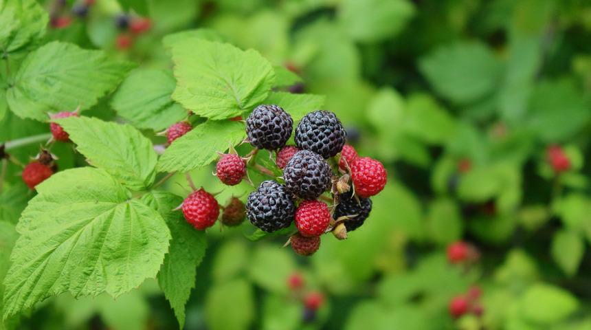 Ahududu yaprağı çayının faydaları nelerdir? Ne işe yarar? Neye iyi gelir?