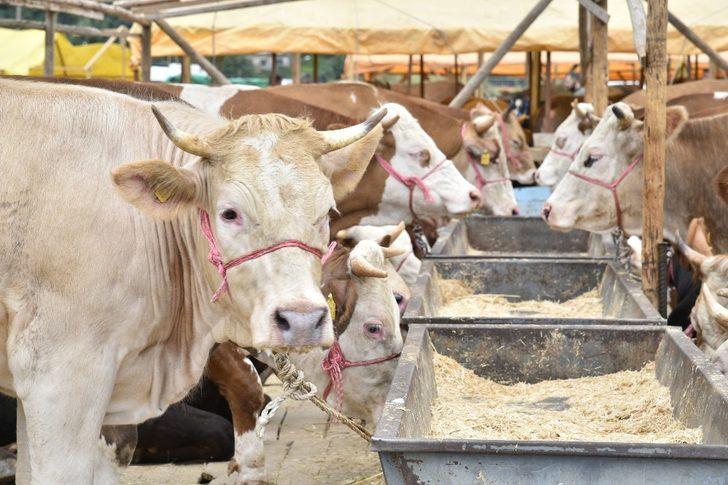 Genç, Kurban bayramı öncesi uyardı G2