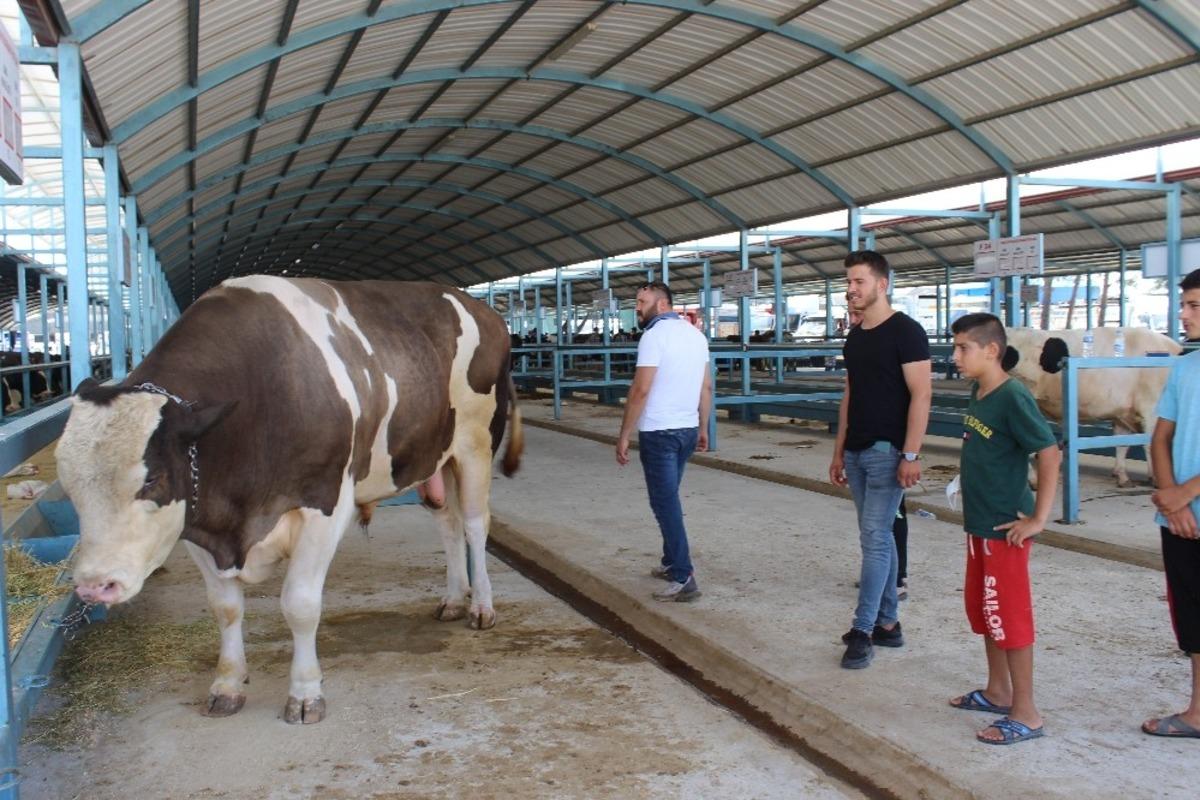 1,5 tonluk tosun pazarın g&ouml;zdesi oldu