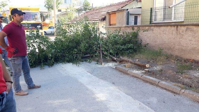 Belediye ağaçları kesti vatandaş isyan etti