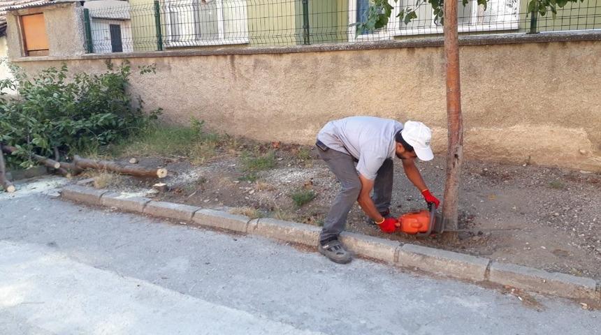 Belediye ağaçları kesti vatandaş isyan etti