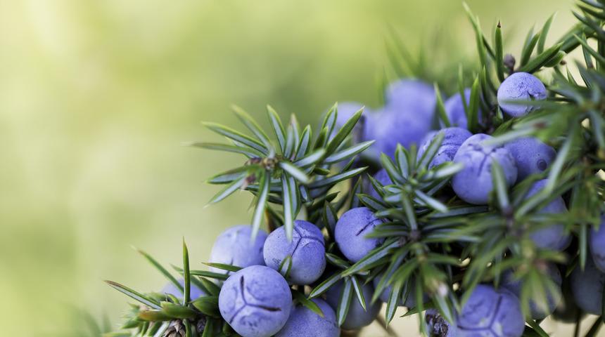 Ardıç çayının faydaları nelerdir? Ne işe yarar? Nasıl demlenir?