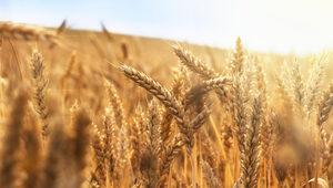 Rüyada buğday görmek ne anlama gelir? Rüyada buğday yığını, taneleri görmek ne demek?