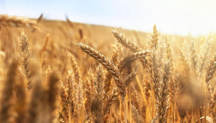 Rüyada Buğday Görmek Buğday Yığını Görmek, Buğday Toplamak trend