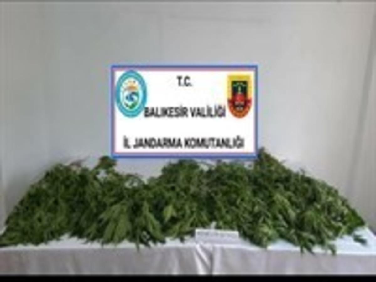Balıkesir&rsquo;de jandarmadan uyuşturucu operasyonu