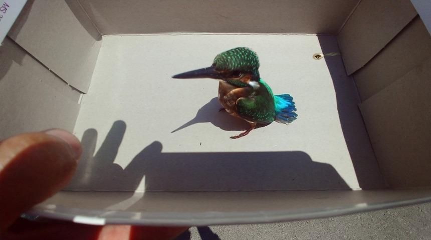 Yaralı bulunan yalı&ccedil;apkınının tedavisine başlandı