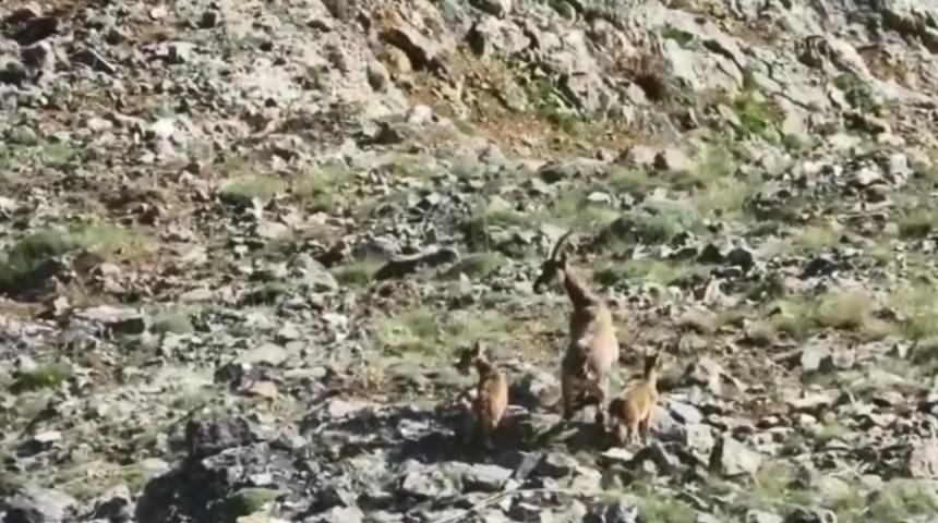 Yaban keçisi ve yavruları görüntülendi