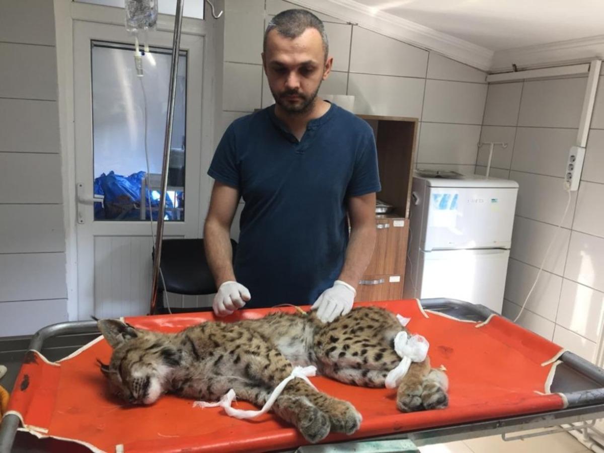 Doğada zehirlenen vaşak tedavi altına alındı