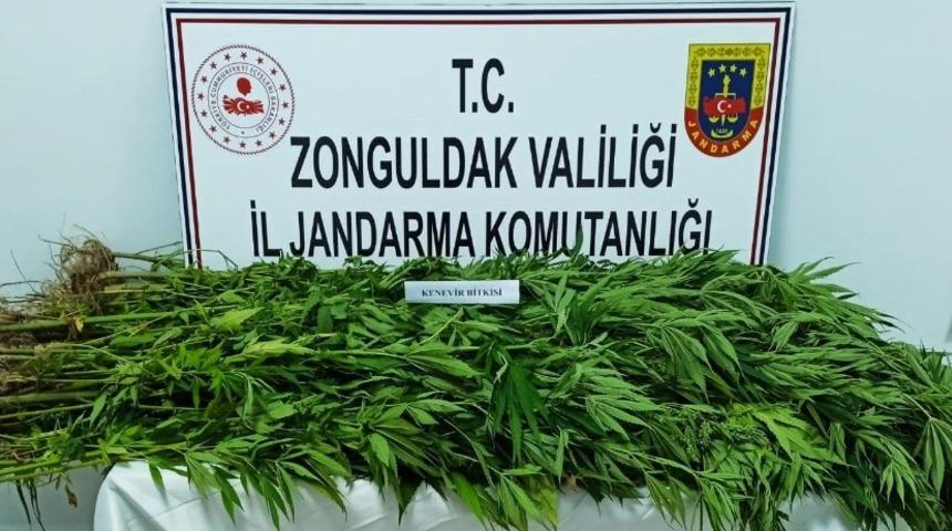 Jandarmadan kenevir operasyonu: 1 gözaltı