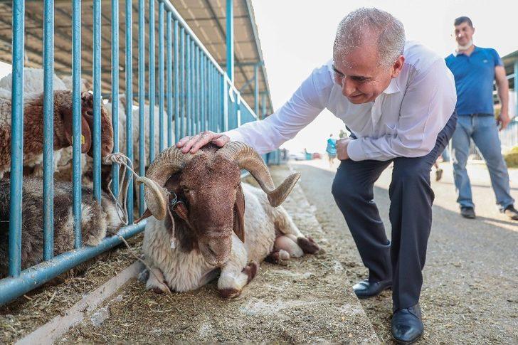 Canlı Hayvan Pazarı kurban boyunca açık olacak G4
