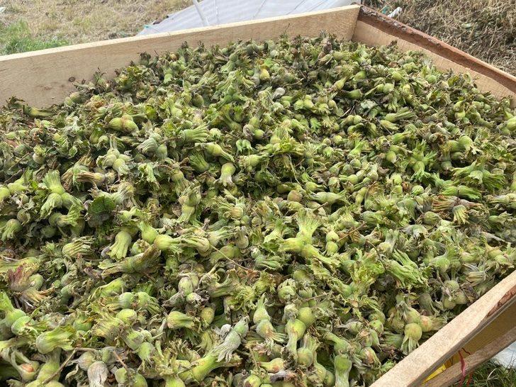 Taze fındık tezgaha indi G2