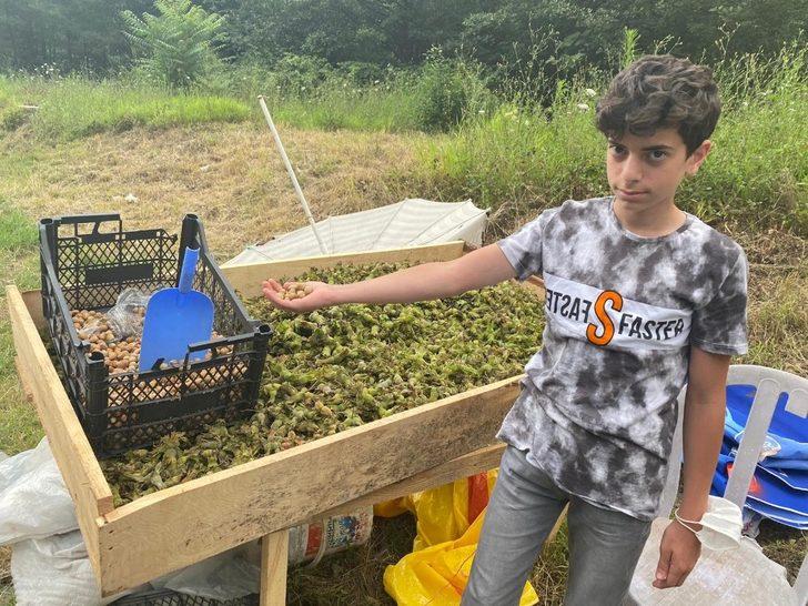 Taze fındık tezgaha indi G3