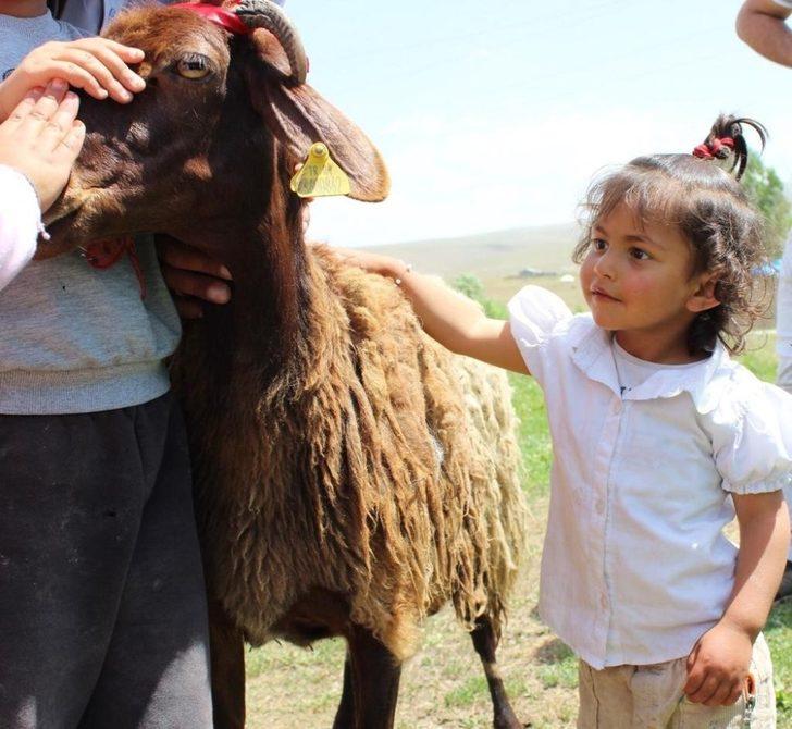 Kaymakam Ömeroğlu yetimlere kurbanlık koyun hediye etti G4