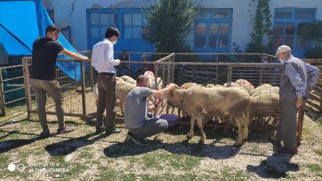 Kurban pazarında hayvan denetimi