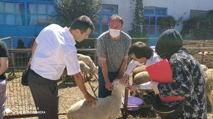 Kurban pazarında hayvan denetimi