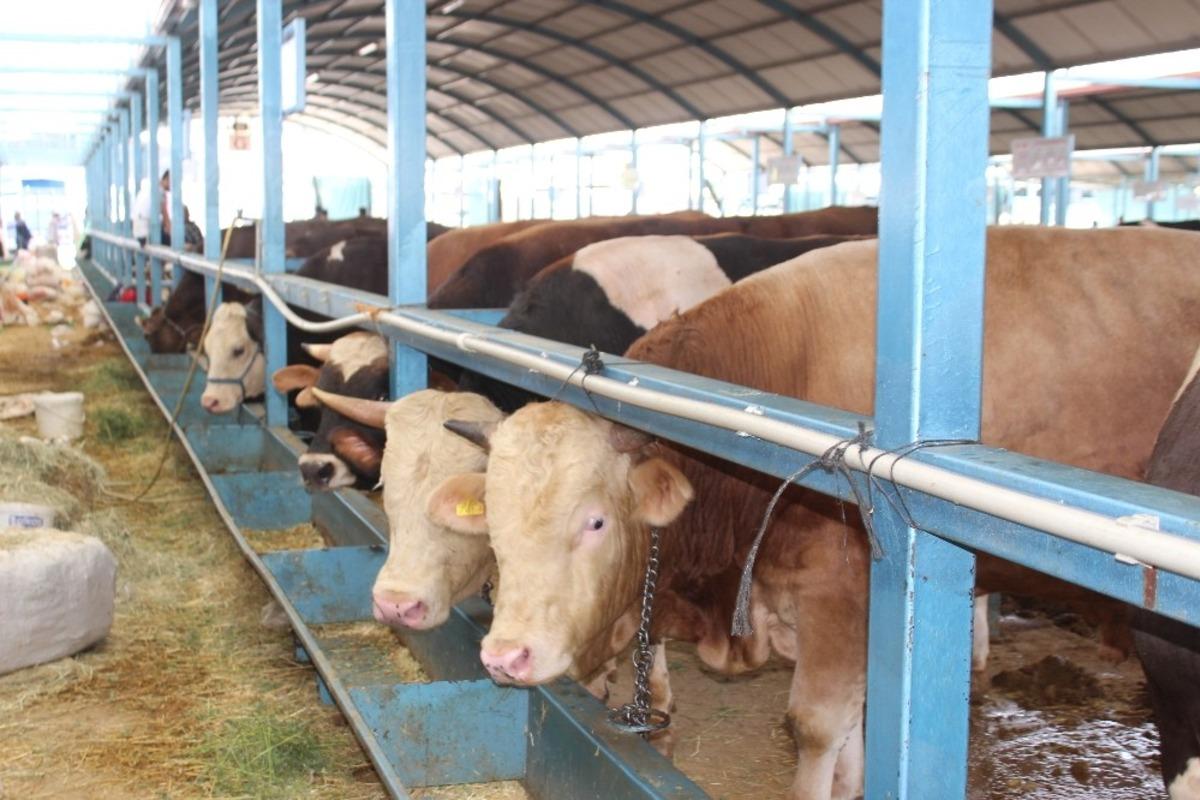 Ortak kurbanda pandemi &ouml;nlemlerine uyulması &ouml;nem taşıyor