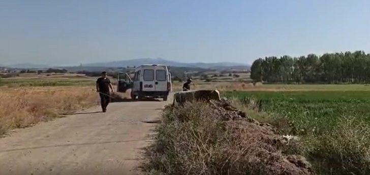 Bursa’da kurbanlık dana kaçtı, onlar kovaladı G1