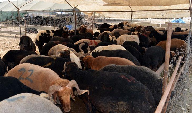 Akdeniz Belediyesi Kurban Bayramına hazır G3