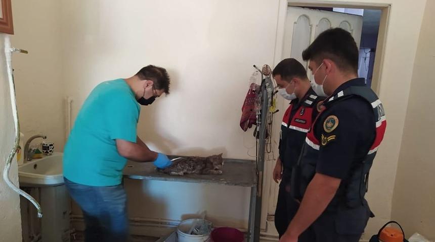 Jandarmanın dikkati yaralı kediyi yaşama d&ouml;nd&uuml;rd&uuml;