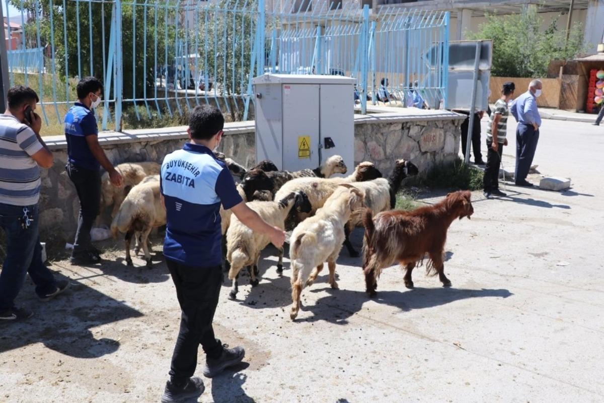 Van b&uuml;y&uuml;kşehir zabıtasından kurbanlık satışı ve seyyar denetimi
