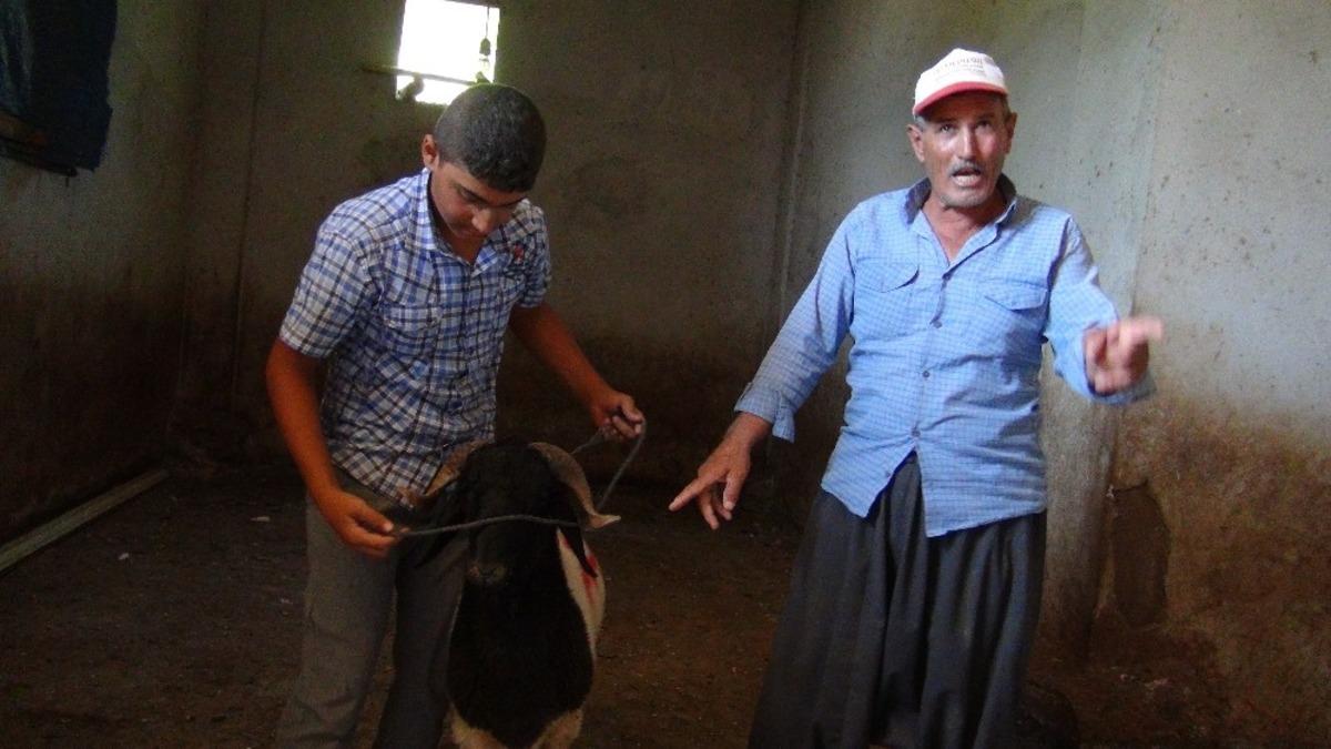 Başı boş gezen kurbanlık ko&ccedil;u sahibine teslim etti