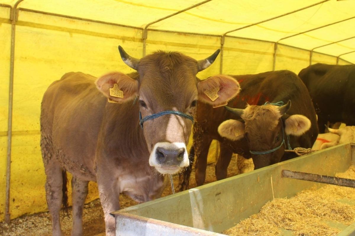 Giresun&rsquo;da kurban pazarında arefe g&uuml;n&uuml; sessizliği