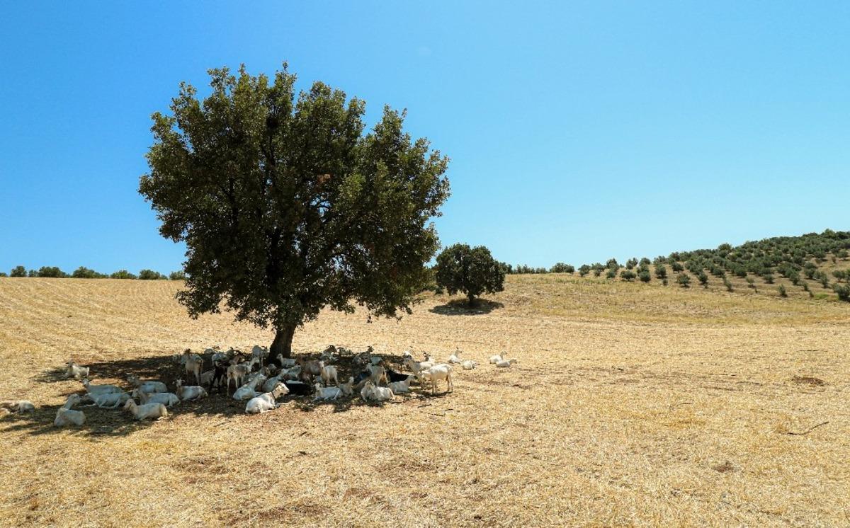 Bir ağa&ccedil; 50 ke&ccedil;iye g&ouml;lge oldu