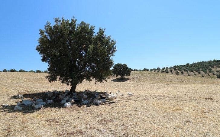 Bir ağaç 50 keçiye gölge oldu G3