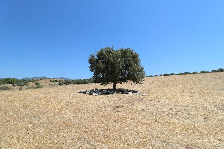 Bir ağaç 50 keçiye gölge oldu G4