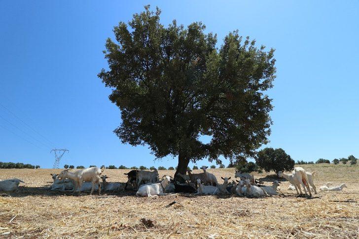 Bir ağaç 50 keçiye gölge oldu G5