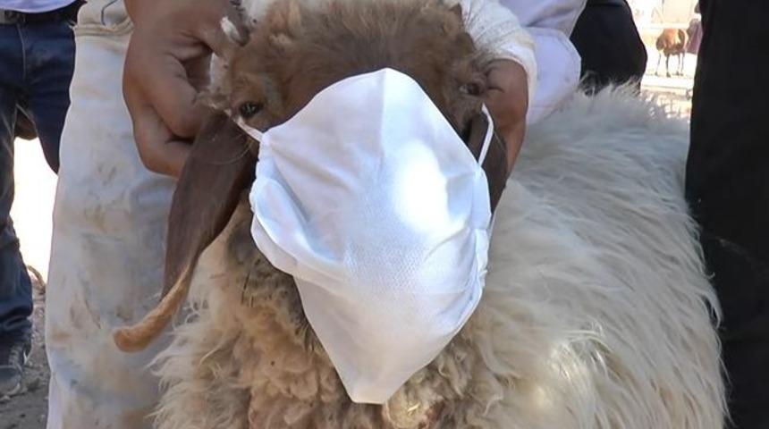 Kurbanlığa virüs bulaşmasın diye maske taktı