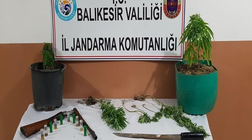 Erdek&rsquo;te 8 k&ouml;k kenevir ele ge&ccedil;irildi