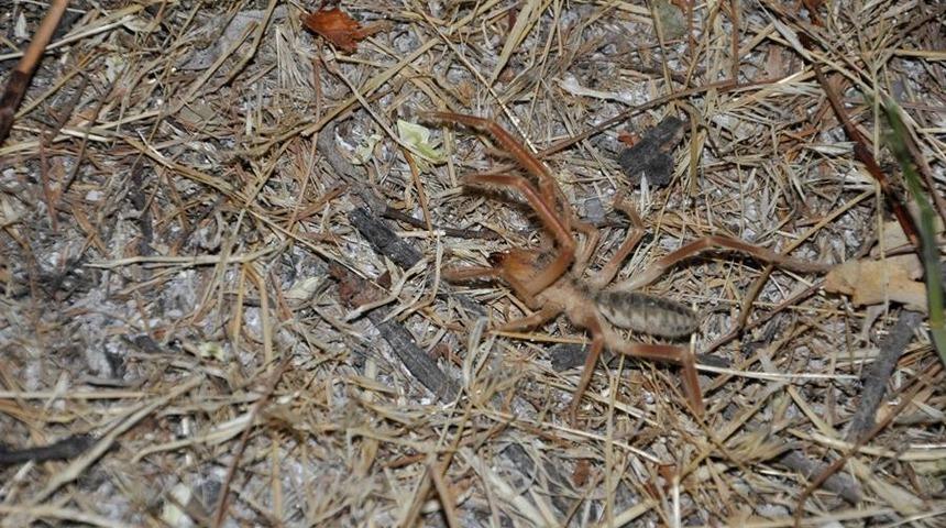Sarıkız &ouml;r&uuml;mceği Arguvanlıları tedirgin ediyor