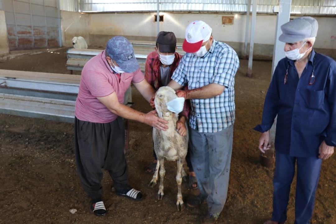 Kurbanlık koyunları maske takarak kurban ettiler