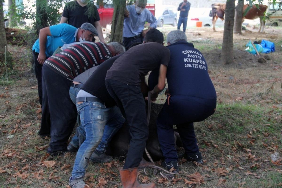 Giresun&rsquo;da kurban kesimi başladı, fiyatlar d&uuml;şt&uuml;