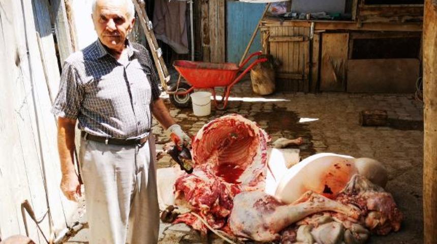 Malatya'da kesilen büyükbaş, tüberkülozlu çıktı