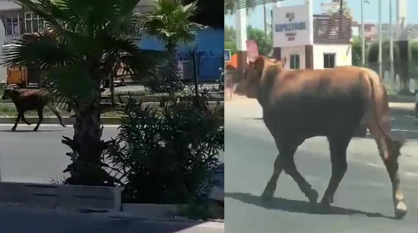 Antalya’da firari danalar araç trafiğine karıştı