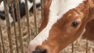 İzmir'de büyükbaş hayvan tüberkülozlu çıktı! 'İçini hastalık kapladığını gördük'