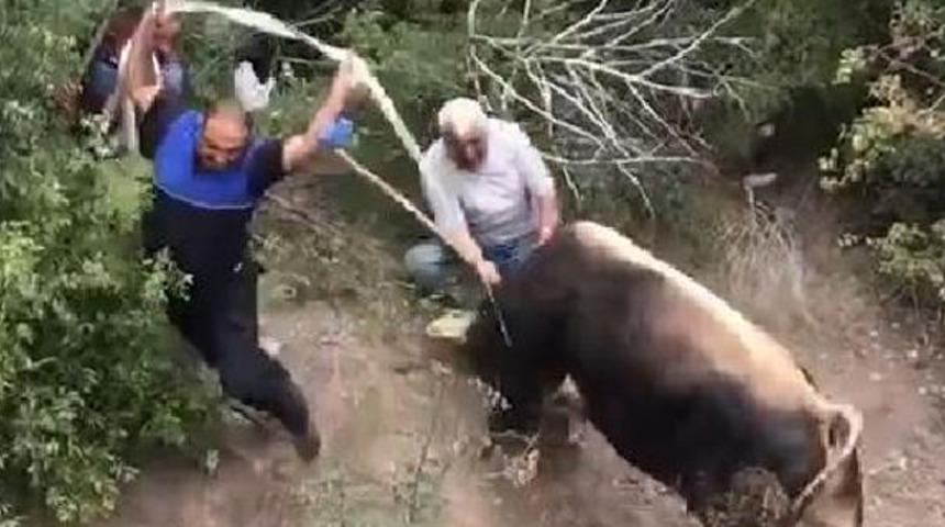 Kaçan boğa vatandaşları kovaladı!
