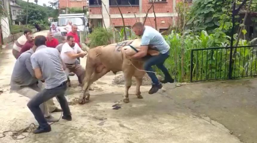 Kurbanlık boğa boynuzlarını tutan şahsı b&ouml;yle savurdu