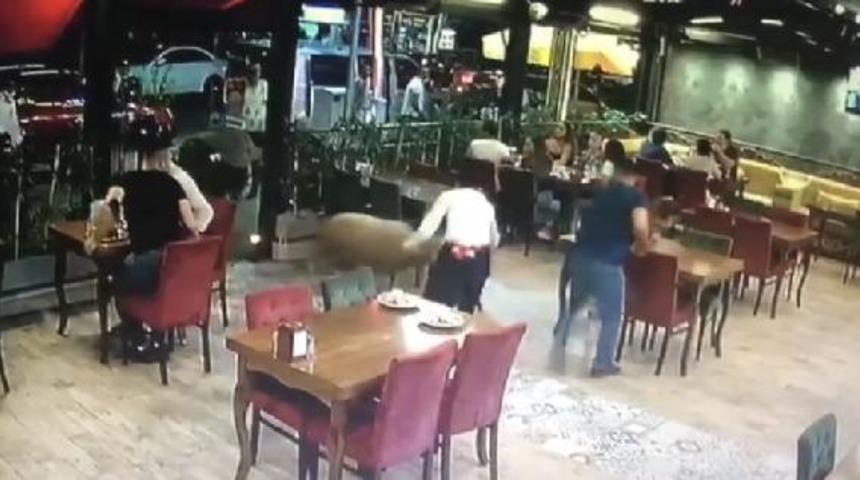 Bartın'da kurbanlık ko&ccedil; restorana b&ouml;yle girdi