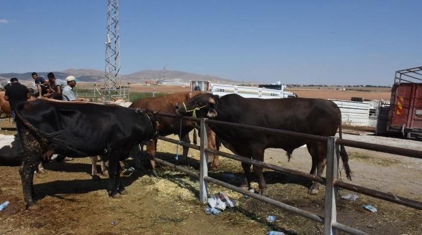 Kırşehir&rsquo;de Kurban Bayramı&rsquo;nın acemi kasap bilan&ccedil;osu: 138 kesi başvurusu