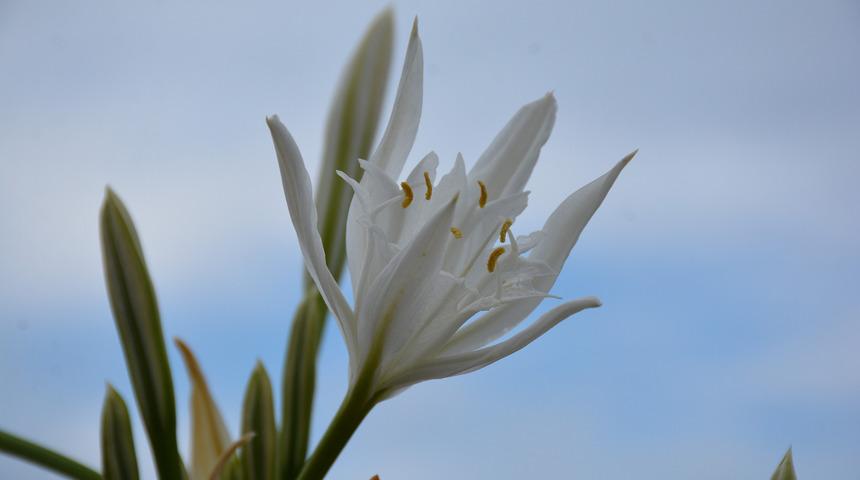 Kum zambağını koparmanın cezası 73 bin TL