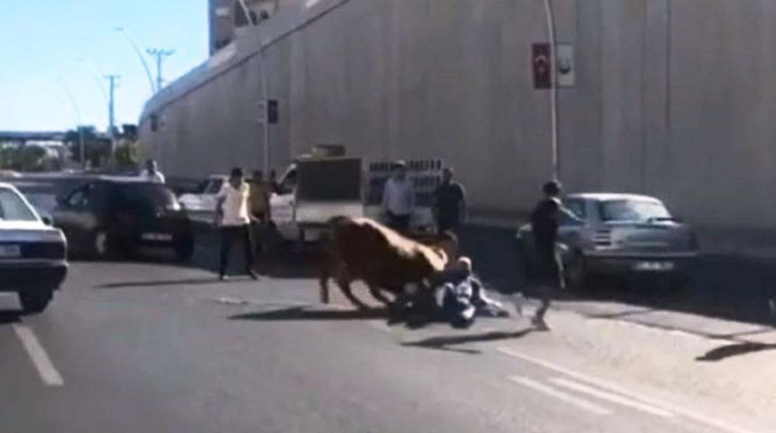 Ka&ccedil;an boğa sahibini yol ortasında yere serdi