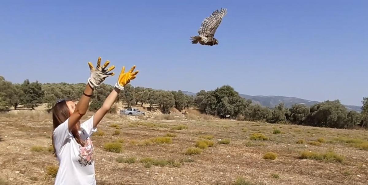 Baykuş yavrusu &ouml;zg&uuml;rl&uuml;ğe kanat &ccedil;ırptı