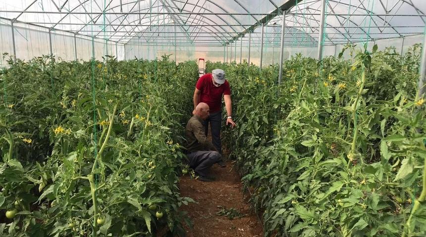 H&uuml;y&uuml;k&rsquo;te kurulan &ouml;rt&uuml; altı modern seralarda &uuml;retim başladı