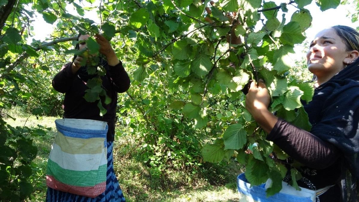 D&uuml;zce&rsquo;de fındık toplama tarihleri belli oldu