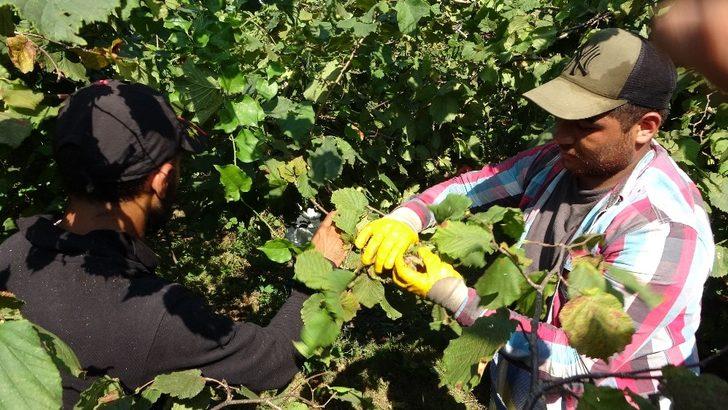 Düzce’de fındık toplama tarihleri belli oldu G2