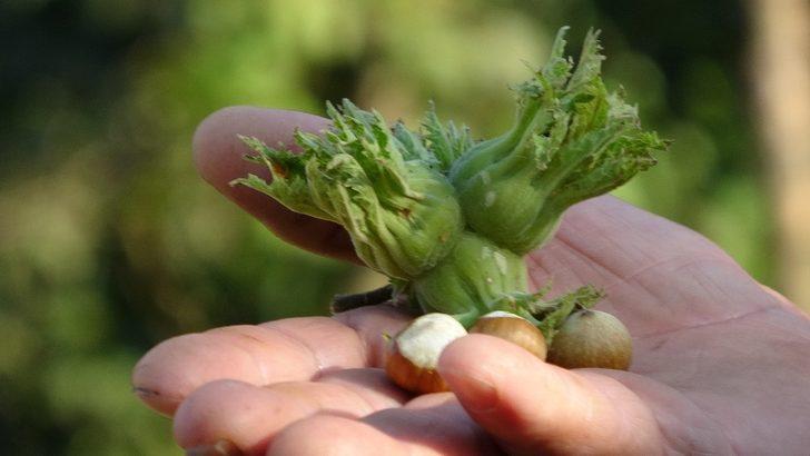 Düzce’de fındık toplama tarihleri belli oldu G3